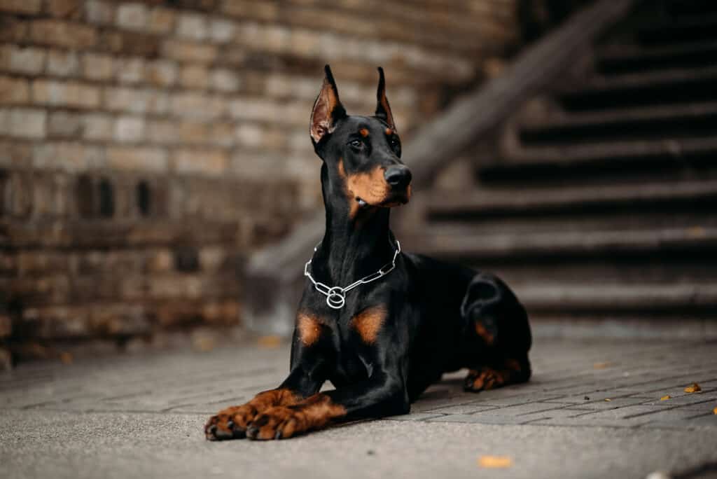 Doberman Prices in 2023: Purchase Cost, Vet Bills, and More!