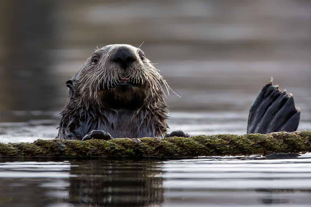 Aquarium of the Pacific: Best Time to Visit and 14 Coolest Animals to See