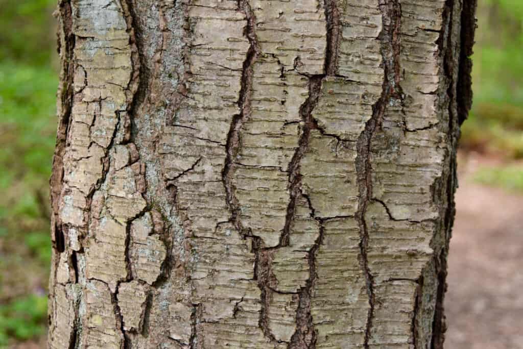 8 Signs a Tree Is Dead and When To Cut It Down