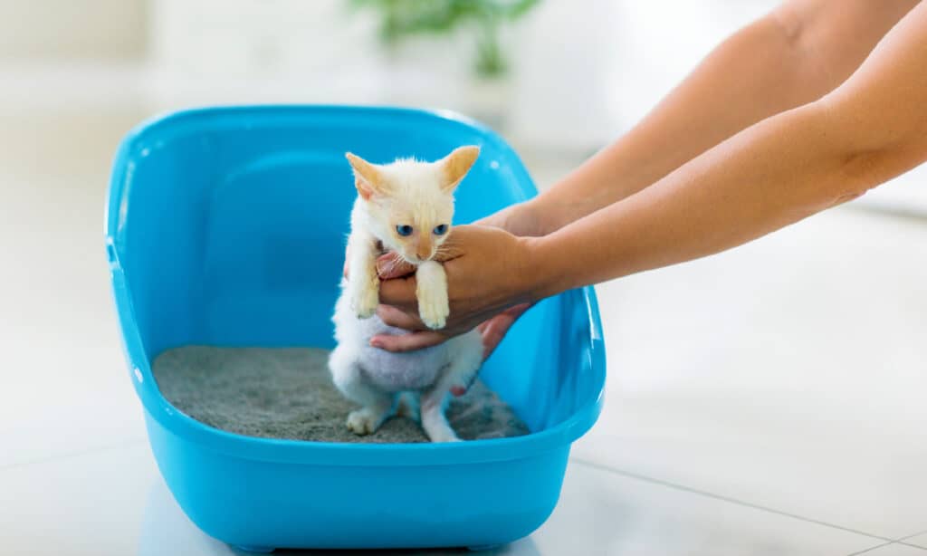 How to Litter Train Your Kitten: Timeline and 5 Steps to Take for Success