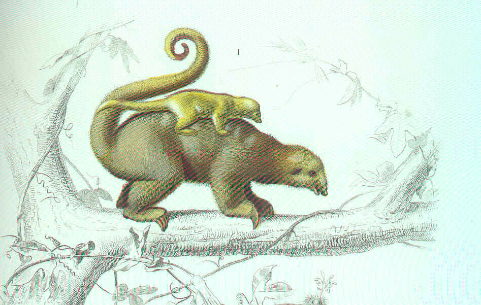 Discover the Mysterious Silky Anteater: Everything To Know About This Small and Slow Creature