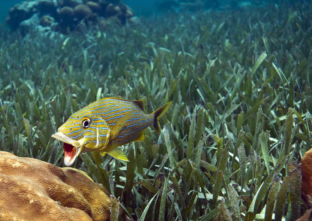 14 Fish with Big Lips (Photos and the Best Ones for Your Tank)