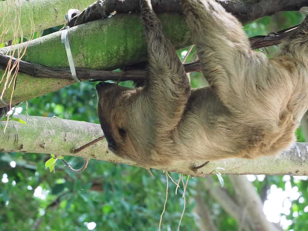 Can You Have a Sloth as a Pet? Do They Make Good Pets?