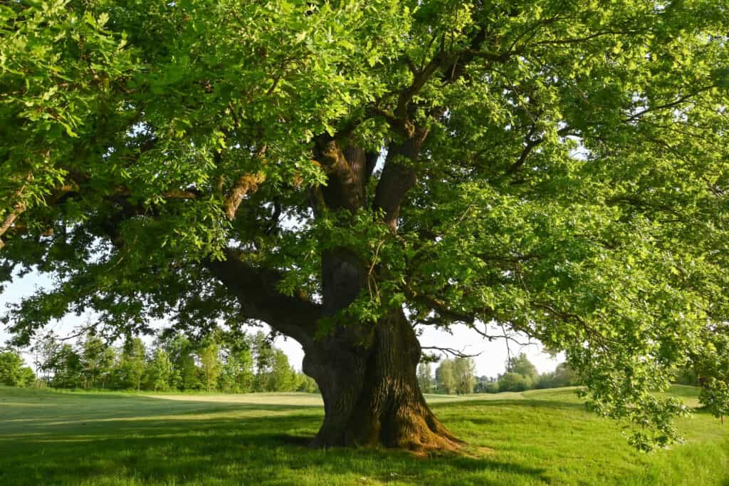 8 Signs a Tree Is Dead and When To Cut It Down