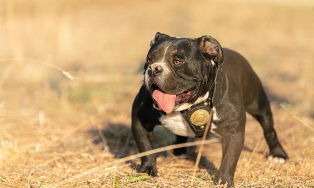 American Bully Lifespan: How Long Do These Dogs Live?