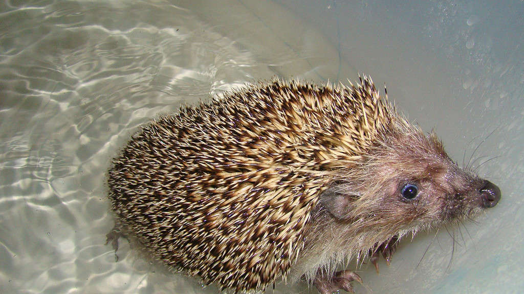 Is It Illegal to Keep a Hedgehog as a Pet in California?