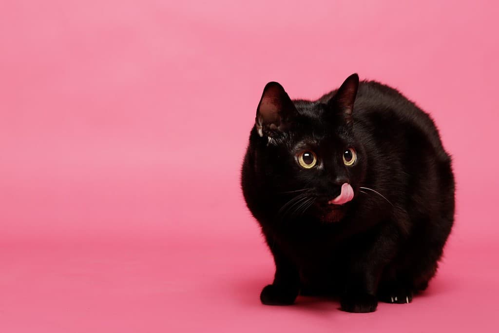 Why Are Black Cats Considered Bad Luck?