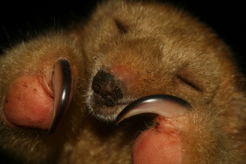 Discover the Mysterious Silky Anteater: Everything To Know About This Small and Slow Creature