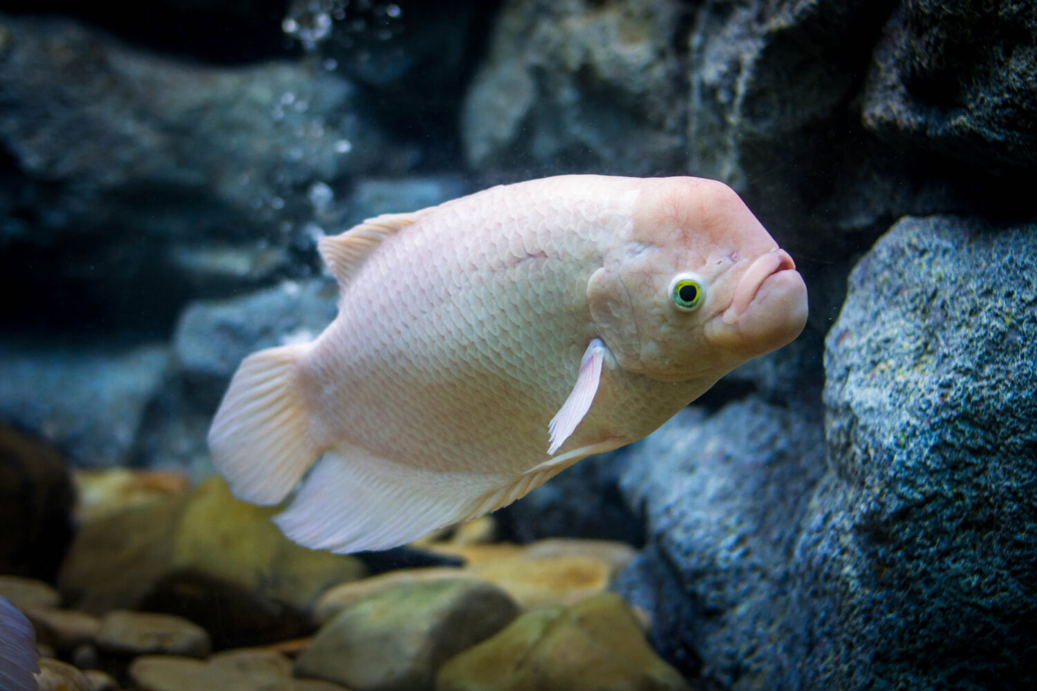 14 Fish with Big Lips (Photos and the Best Ones for Your Tank)