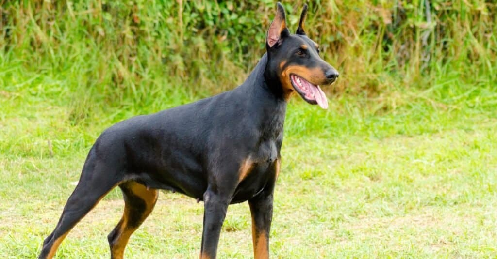 Doberman Prices in 2023: Purchase Cost, Vet Bills, and More!