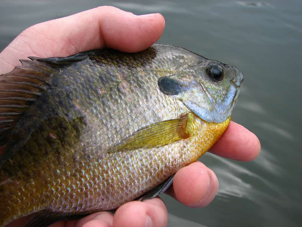 Discover 15 Amazing Fish Living in Lake Allatoona