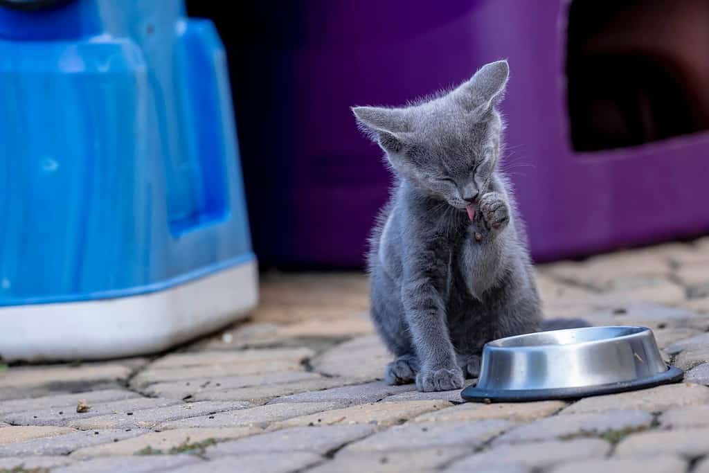 How to Litter Train Your Kitten: Timeline and 5 Steps to Take for Success