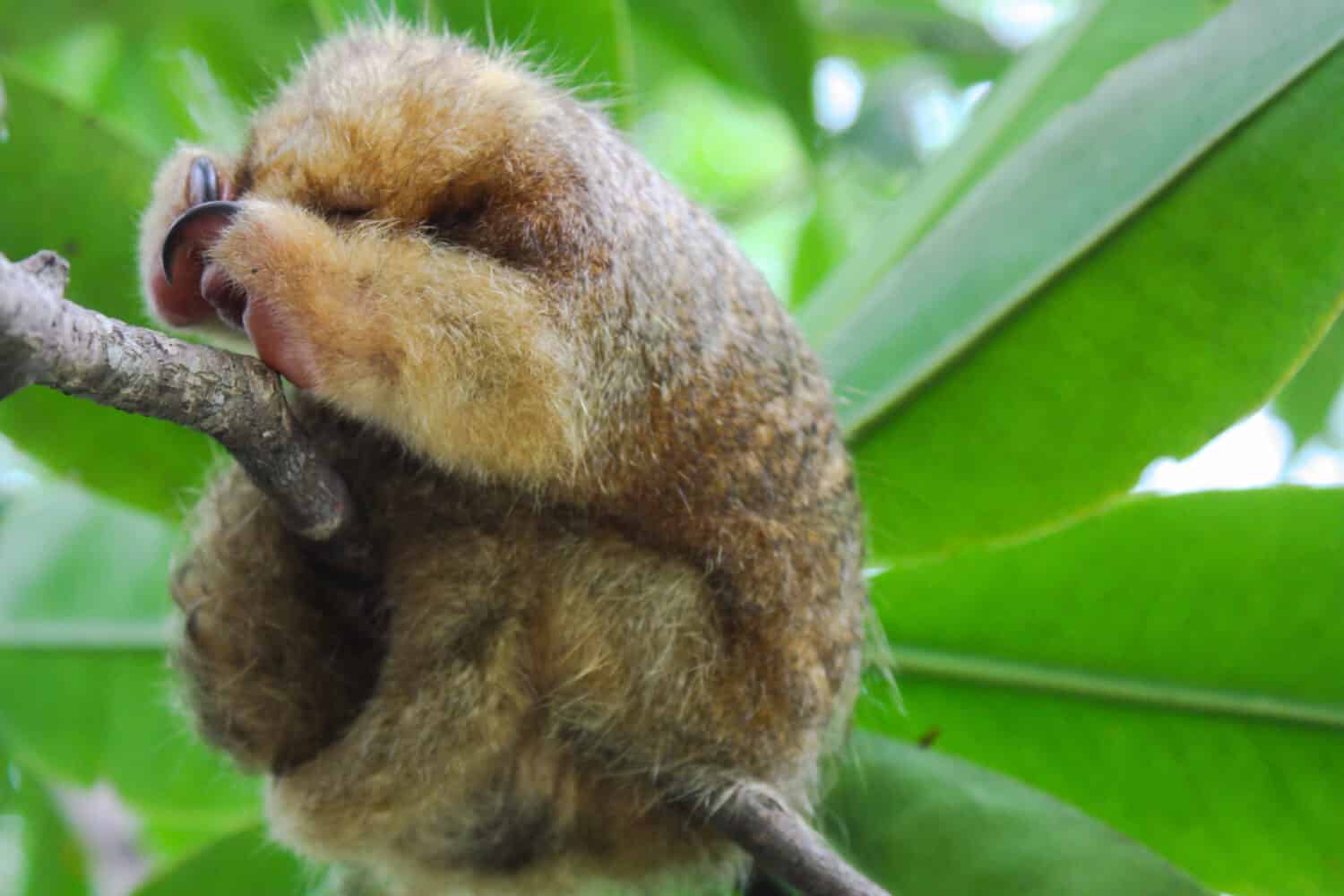 Discover the Mysterious Silky Anteater: Everything To Know About This Small and Slow Creature