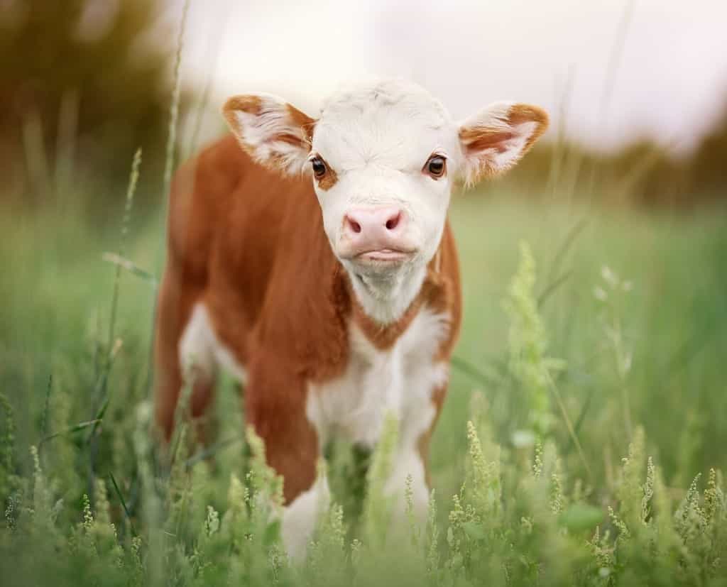 Miniature Cow Prices 2023: Purchase Cost, Food Budget, and More!