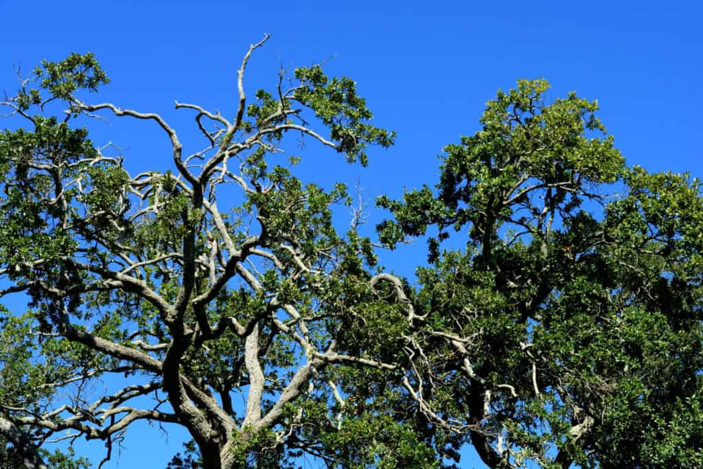 8 Signs a Tree Is Dead and When To Cut It Down