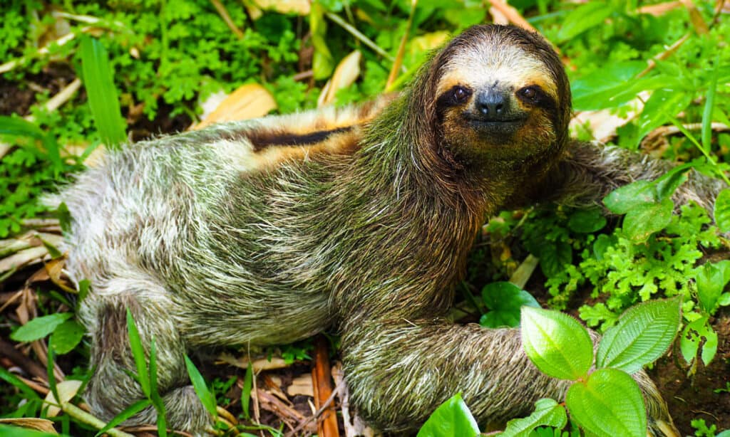 Can You Have a Sloth as a Pet? Do They Make Good Pets?