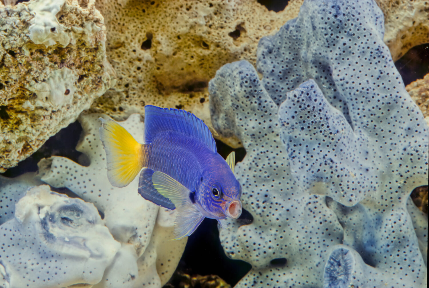 14 Fish with Big Lips (Photos and the Best Ones for Your Tank)