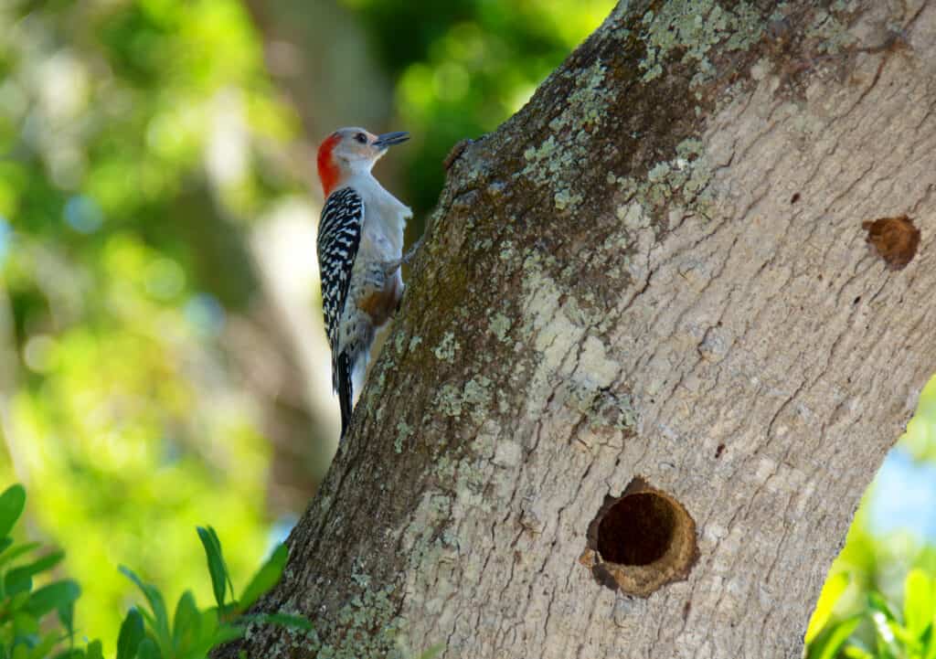 8 Signs a Tree Is Dead and When To Cut It Down