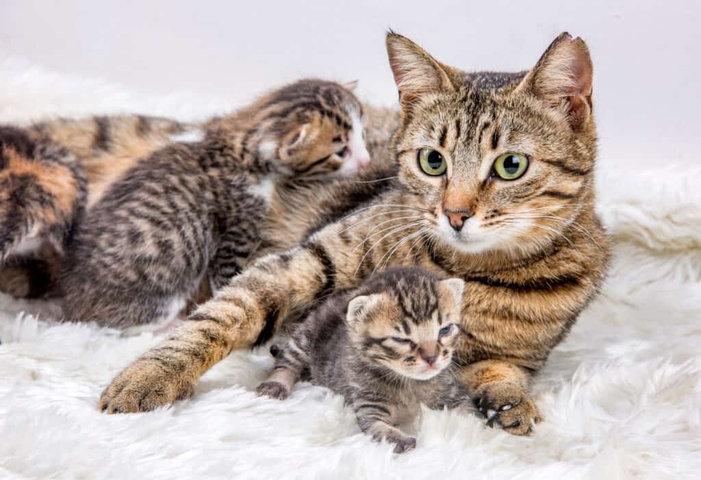 How to Litter Train Your Kitten: Timeline and 5 Steps to Take for Success