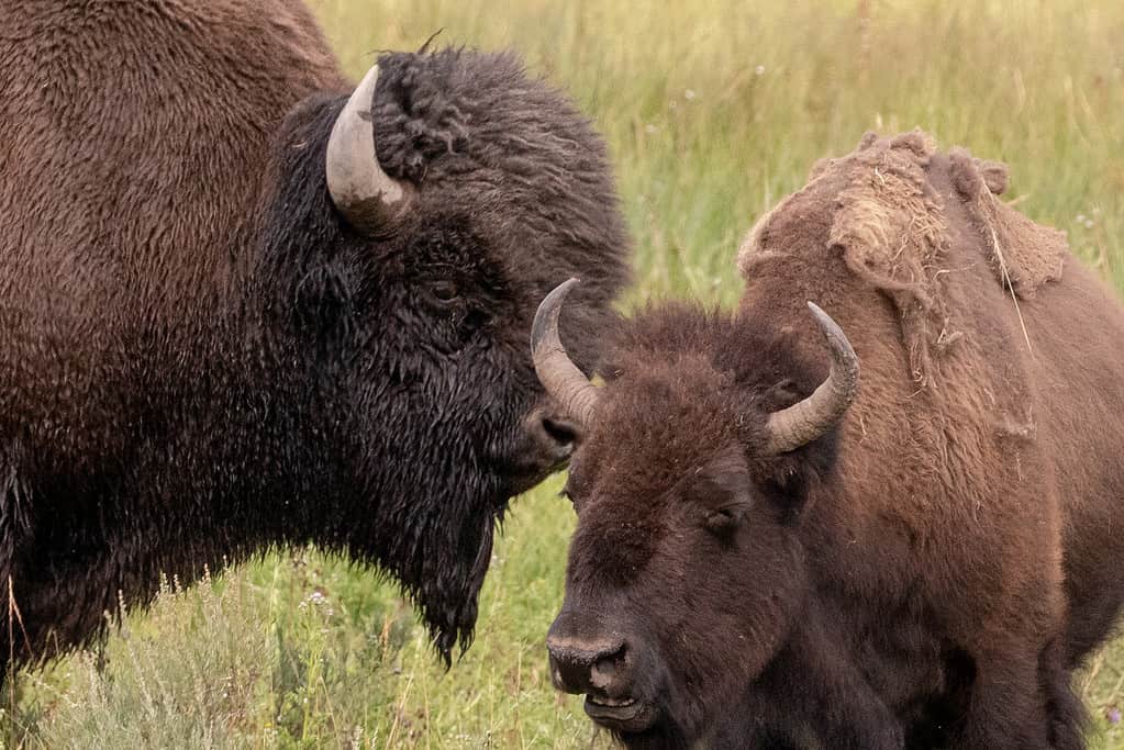 See an Angry Buffalo Stare Down a Car That Accidentally Hit Its Windshield Wipers