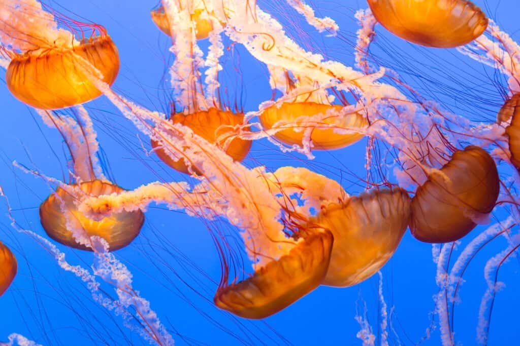 Aquarium of the Pacific: Best Time to Visit and 14 Coolest Animals to See