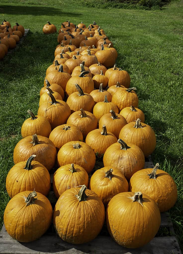 Explore the 12 Best Pumpkin Patches in North Carolina To Experience Autumn