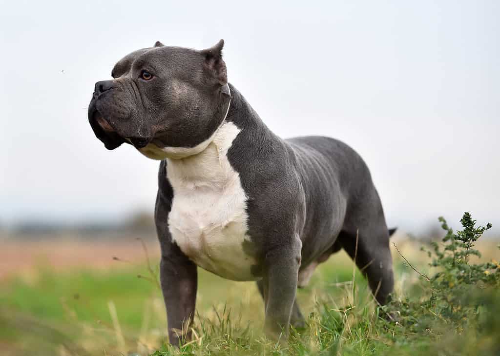 American Bully Lifespan: How Long Do These Dogs Live?