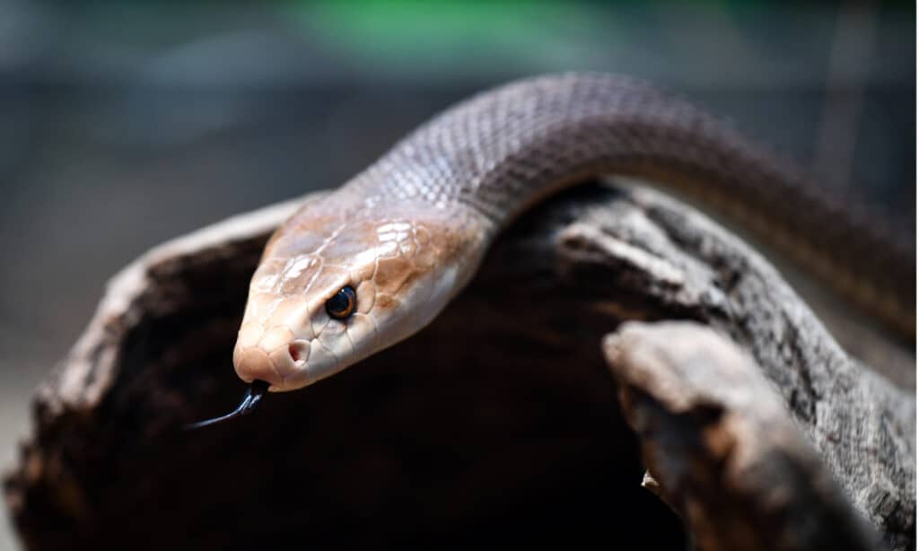 Where Is a Snake's Heart? 5 Amazing Facts About Their Anatomy