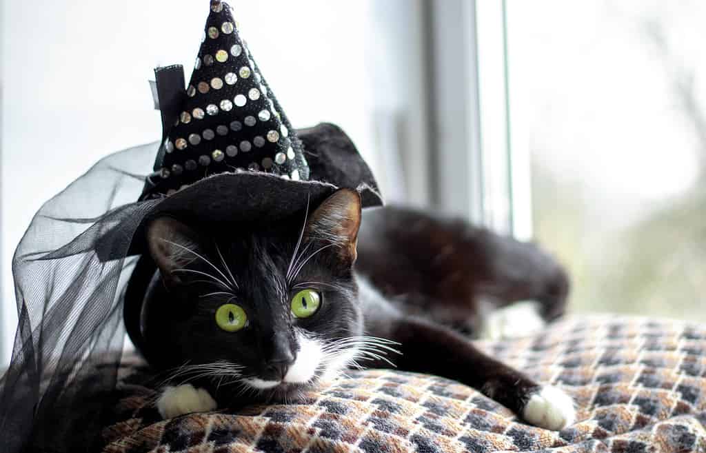 Why Are Black Cats Considered Bad Luck?