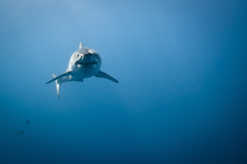 Discover the Largest Great White Shark Ever Caught in Nova Scotia