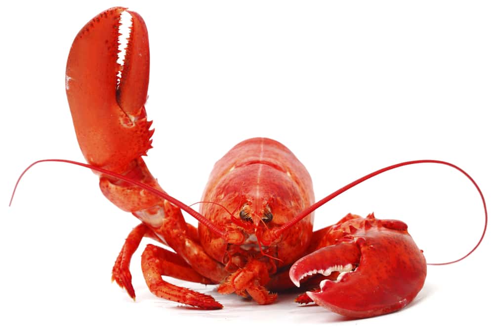 Strength of Lobster Claws Compared to Humans & Other Animals