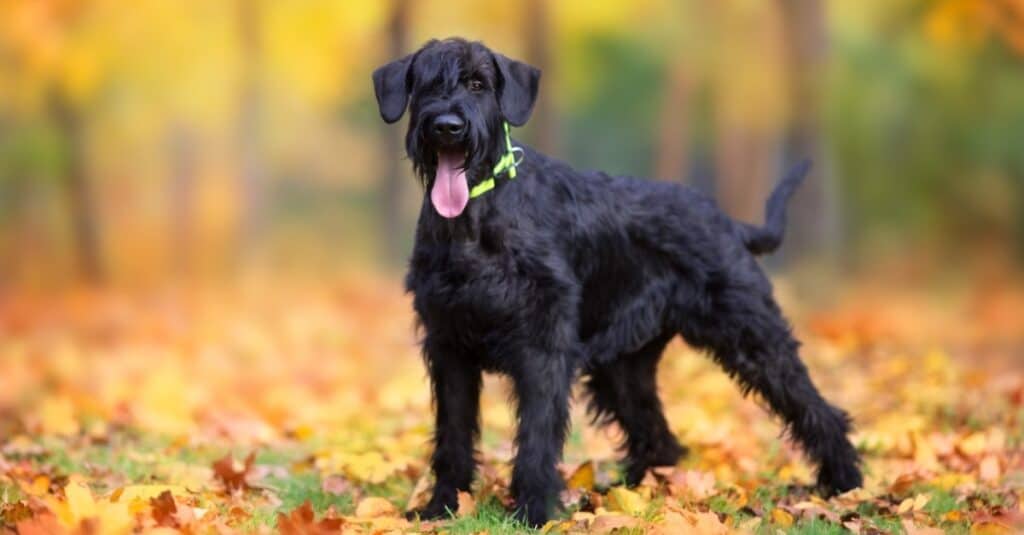 Giant Schnauzer Colors: Rarest to Most Common