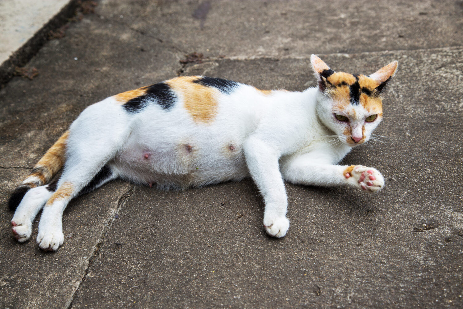 10 Ways To Tell If a Cat Is Pregnant