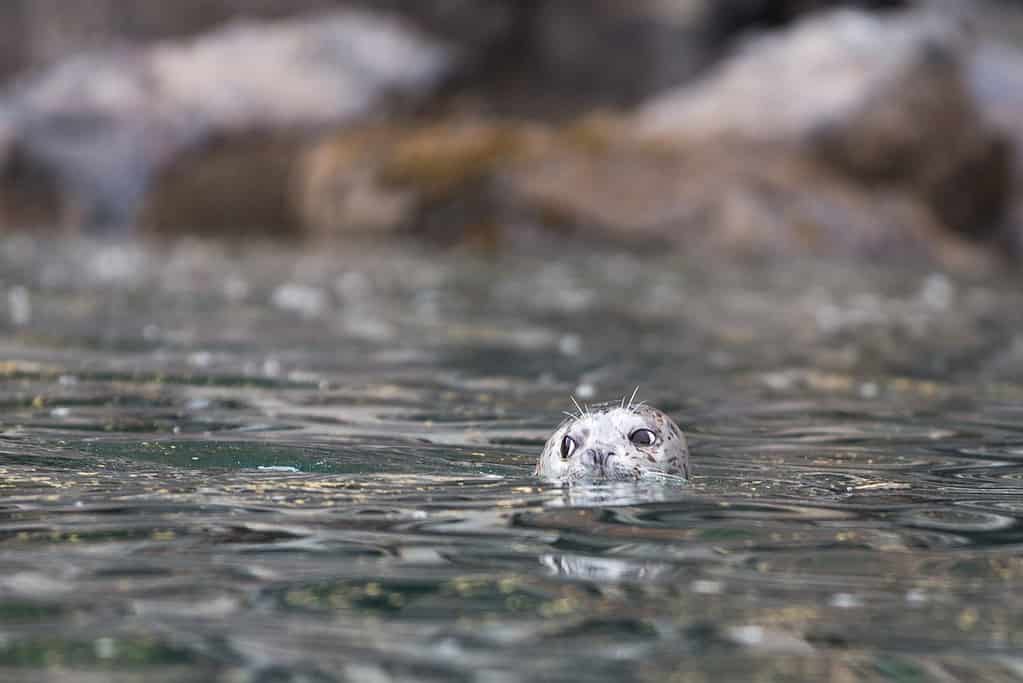 Aquarium of the Pacific: Best Time to Visit and 14 Coolest Animals to See