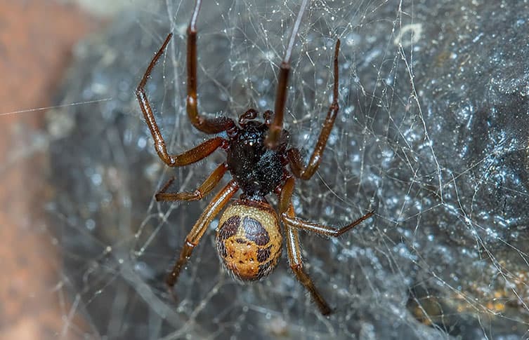 6 Lookalike Spiders That Resemble Black Widows (And How to Identify Each)