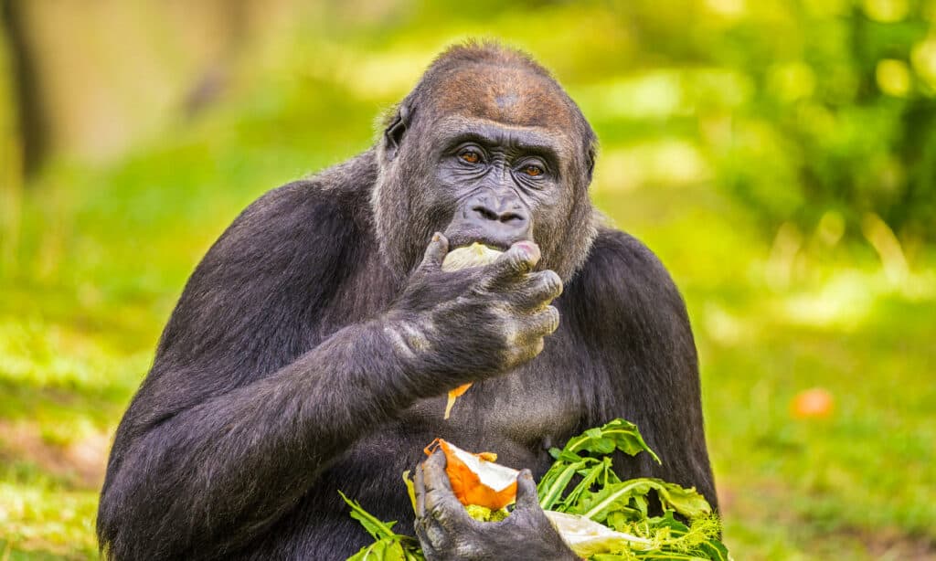 Watch These Gorillas Sing With Joy and Satisfaction While Feasting on Banana Leaves