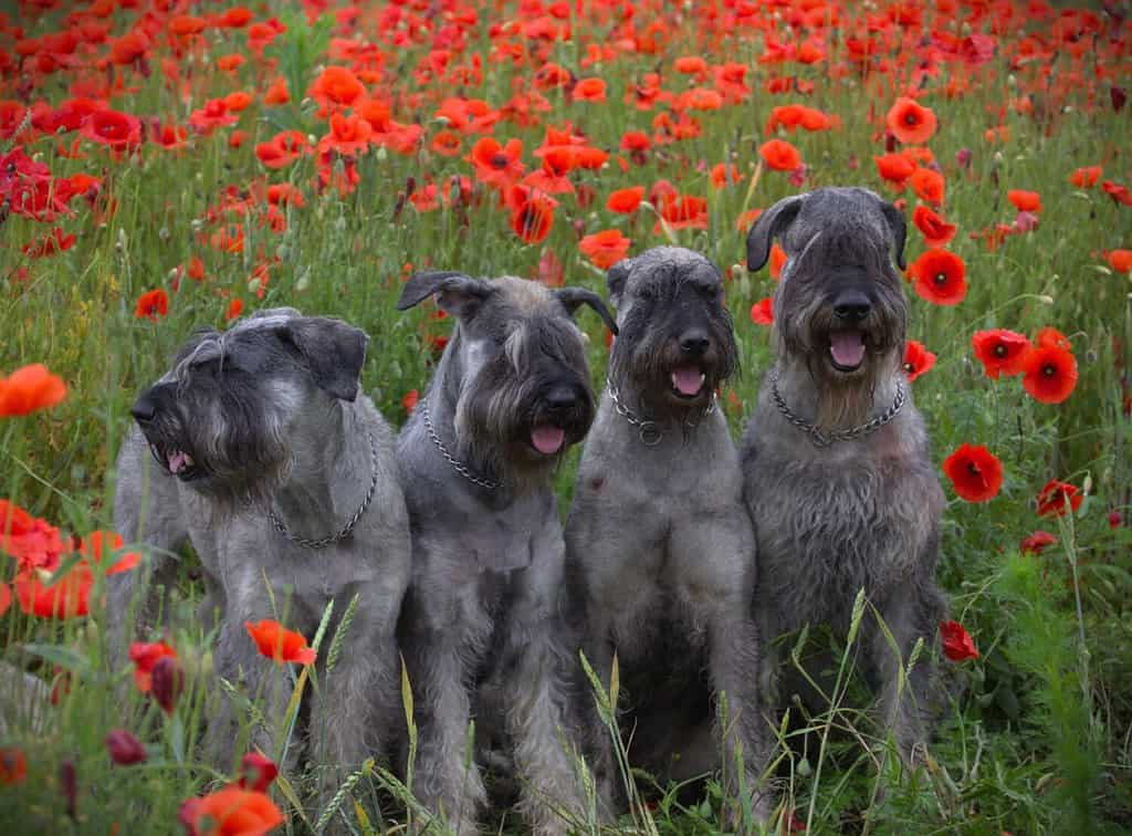 Giant Schnauzer Colors: Rarest to Most Common