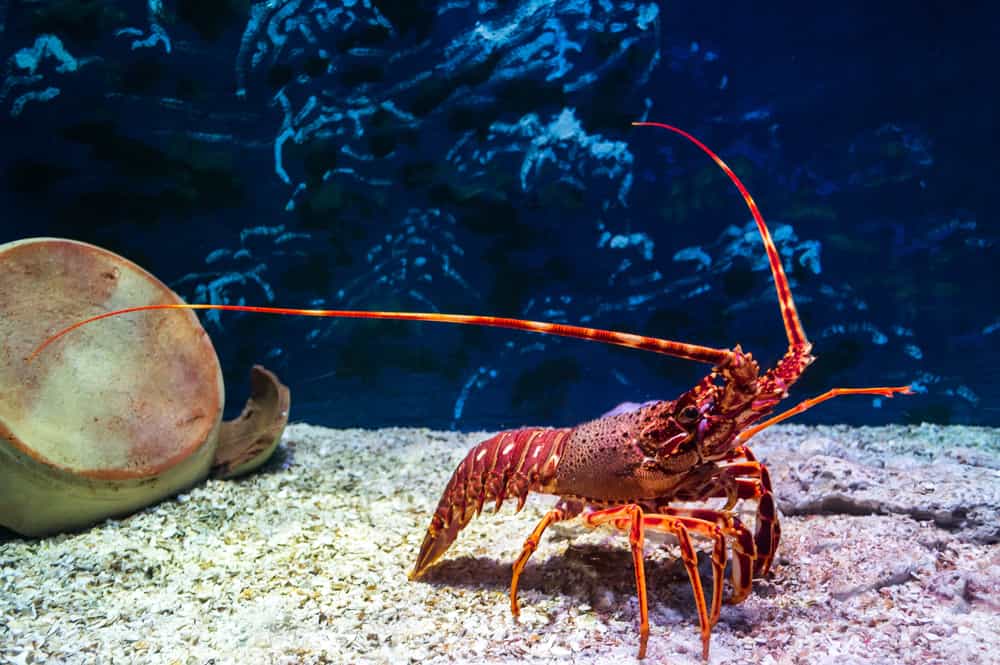 Strength of Lobster Claws Compared to Humans & Other Animals