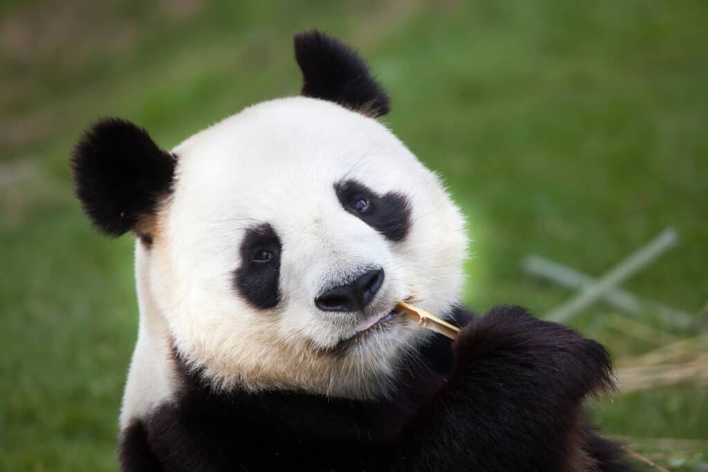 5 Reasons Giant Pandas Can't Get Enough Bamboo