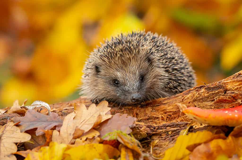 Is It Illegal to Keep a Hedgehog as a Pet in California?