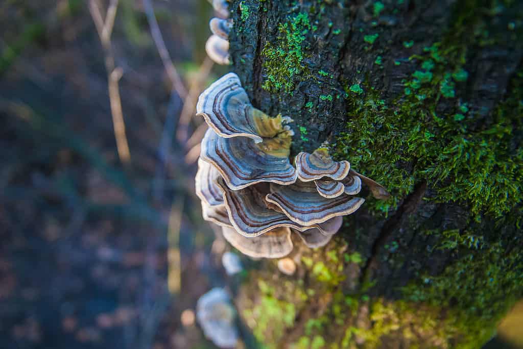 8 Signs a Tree Is Dead and When To Cut It Down