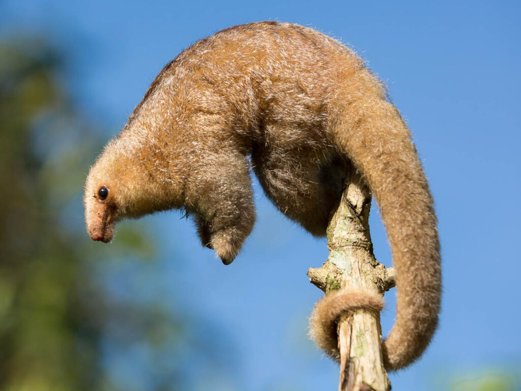 Discover the Mysterious Silky Anteater: Everything To Know About This Small and Slow Creature