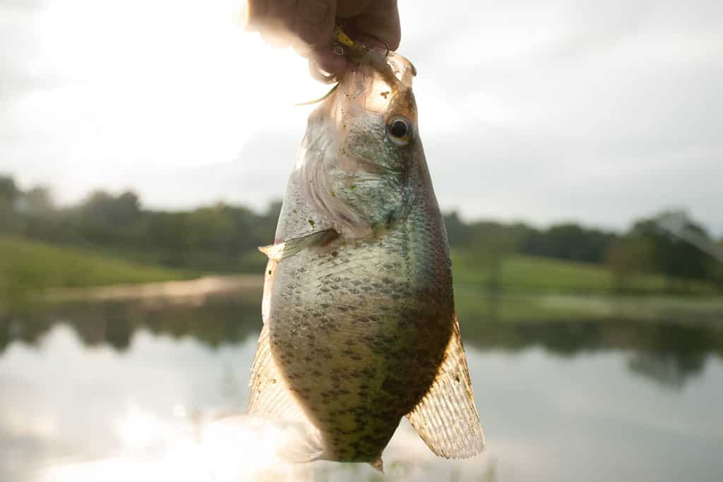 Discover 15 Amazing Fish Living in Lake Allatoona