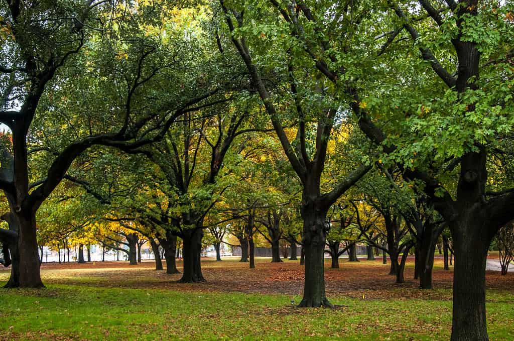 Discover the Top 18 Senior-Friendly Walking Trails in Texas