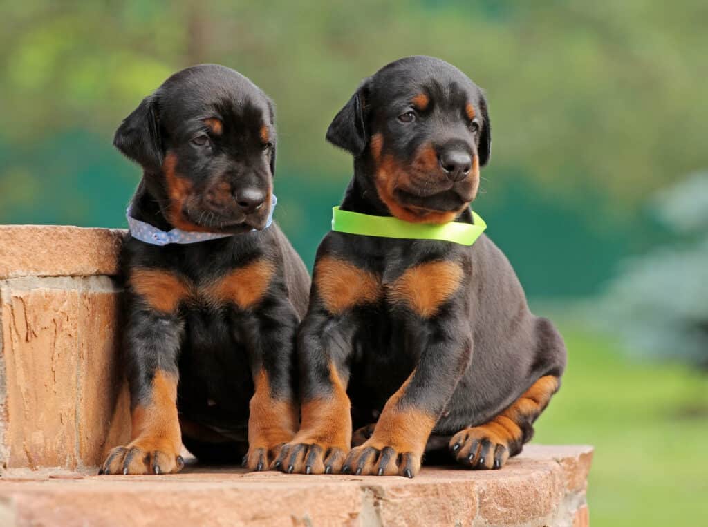 Doberman Prices in 2023: Purchase Cost, Vet Bills, and More!