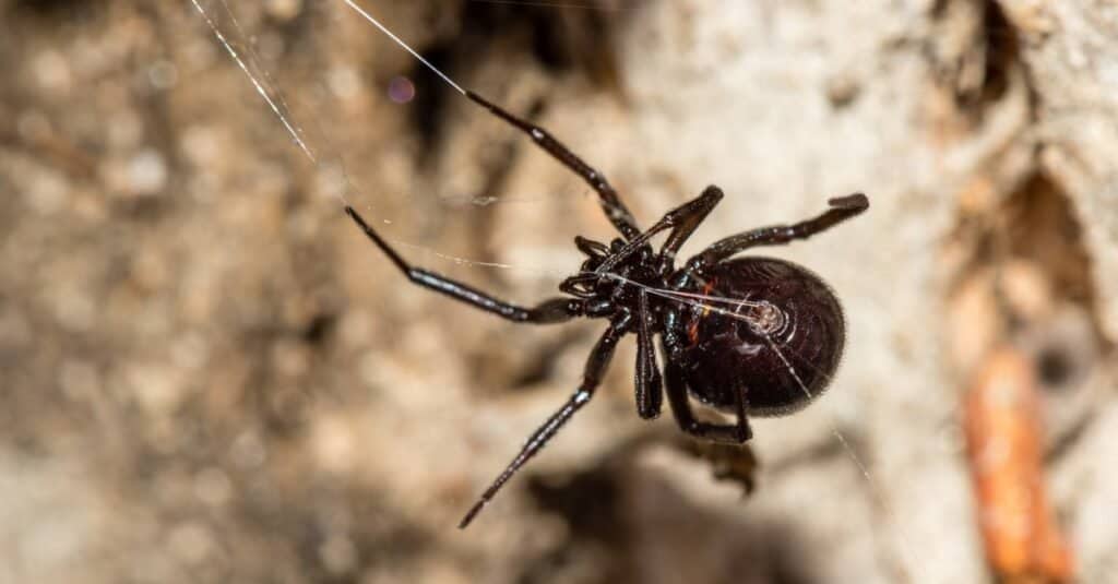 6 Lookalike Spiders That Resemble Black Widows (And How to Identify Each)