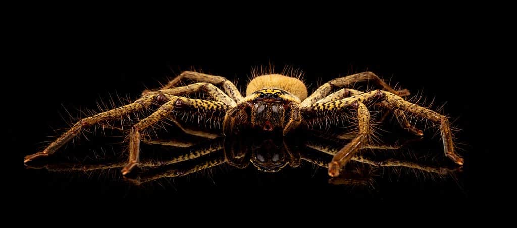 The 10 Biggest Spiders Crawling Around New South Wales