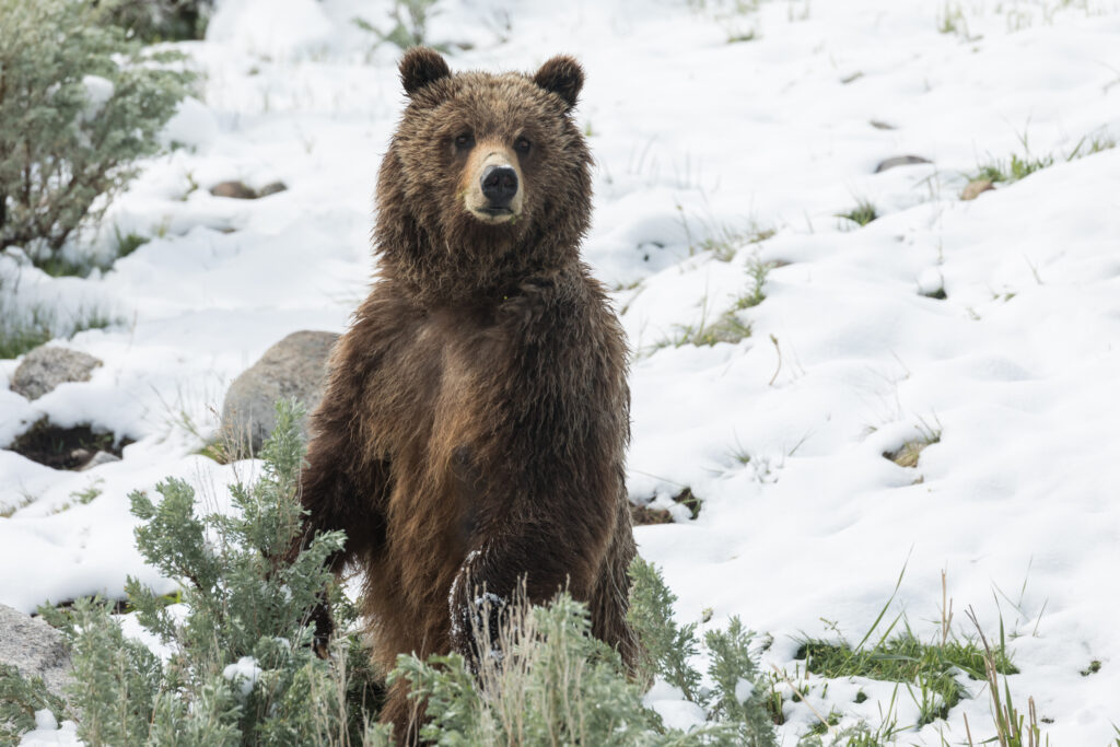 Watch a Fearless Man Hug and Wrestle With a Massive Bear He Keeps as a Pet