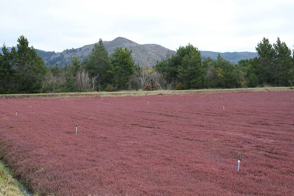 The Top 5 U.S. States That Grow the Most Cranberries