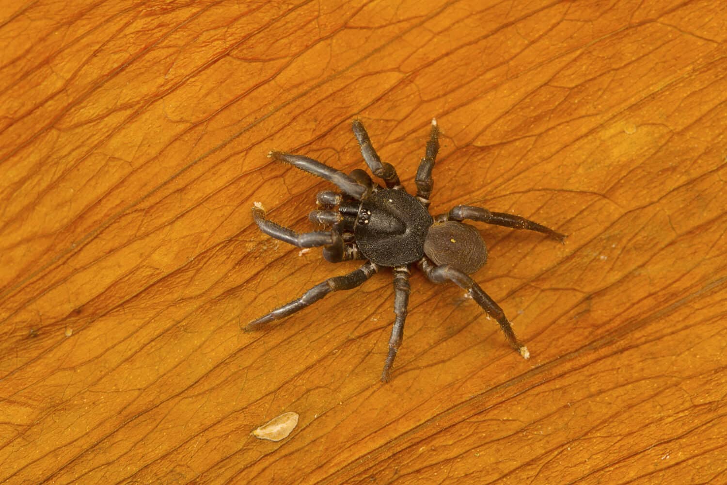 The 10 Biggest Spiders Crawling Around New South Wales